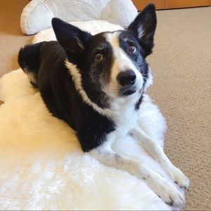 Meet your Posher, Anne